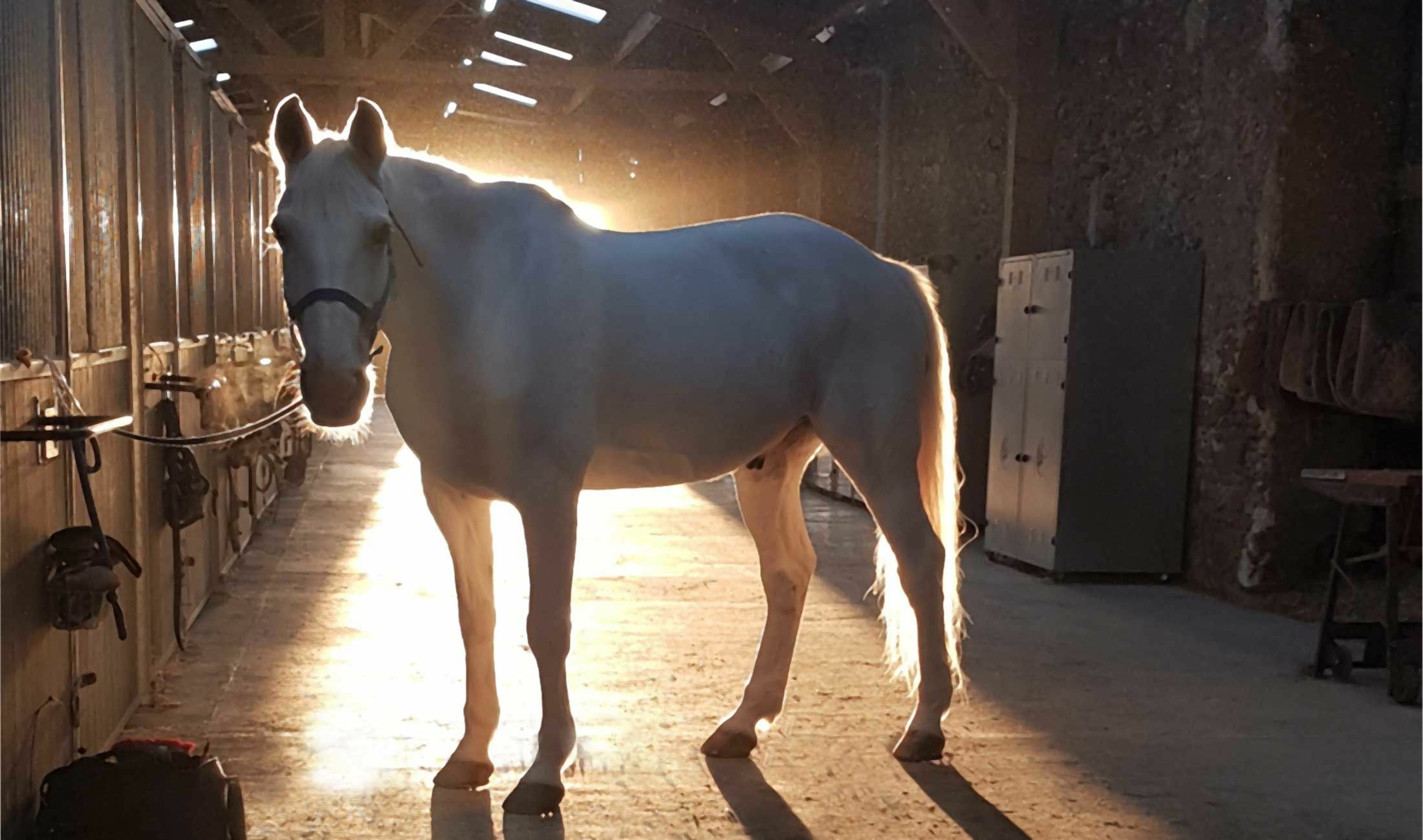 Cours d’équitation au Haras de la Clairière